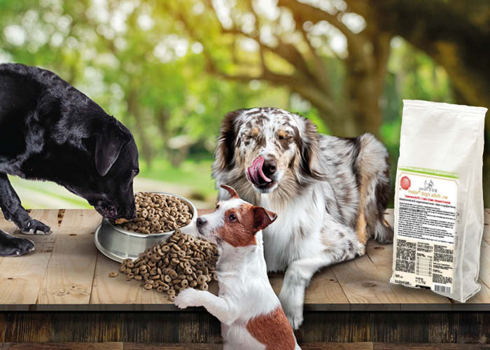 Das Bild mit Link zum Fedor Shop zeigt einen kleinen und zwei große Hunde, welche gerade auf einem Holzsteg hochwertiges Superfood für Hunde von Fedor Tiernahrung schmausen!
